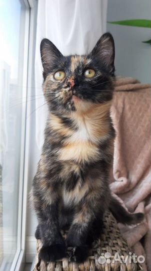 Спасите Куклу