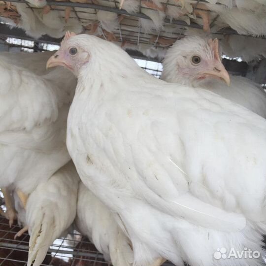 Куры молодки