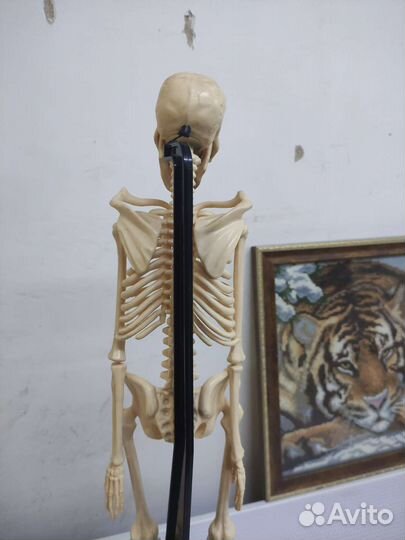 Скелет модель 50 см