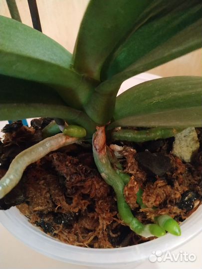 Орхидея фаленопсис бабочка