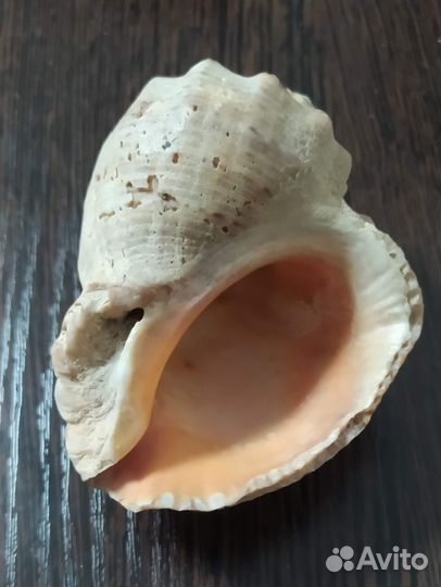 Комплект морских ракушек