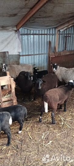 Овцы ягнята