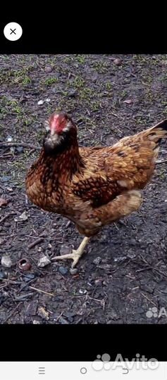 Инкубационное яйцо кур несушек