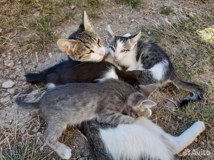 Котята в добрые руки