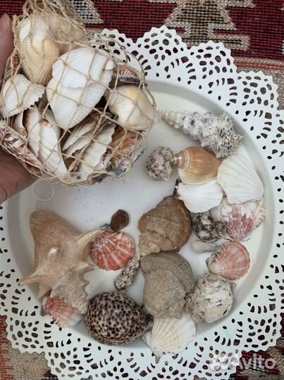 Ракушки морские (раковины)