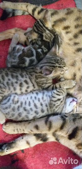 Бенгальские котята