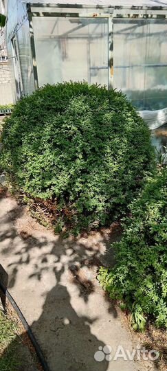 Самшит саженцы