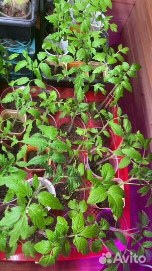 Рассада помидоров