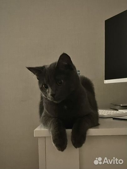 Передержка кошек