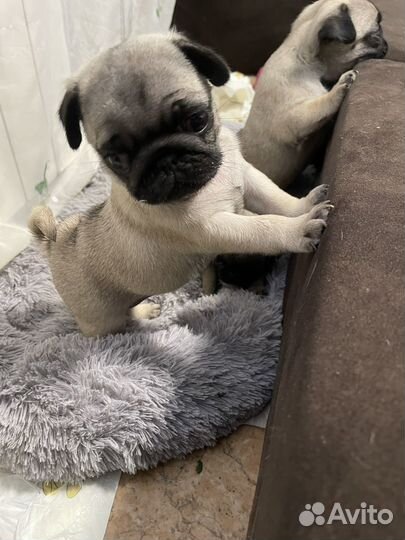 Щенки мопса