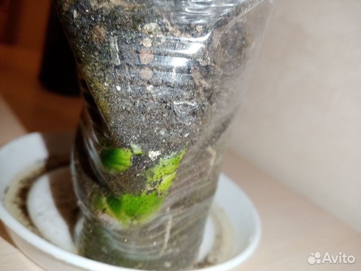 Сансевьера кирки браун, лауренти, блэк вельвет