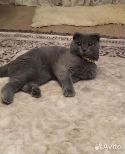 Британский вислоухий кот