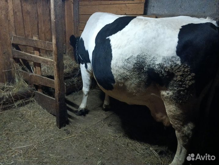 Корова глубоко стельная