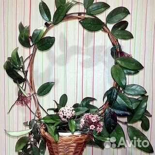 Хойя карноза