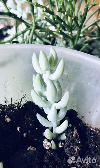 Очиток Моргана / Седум / Суккулент - отростки