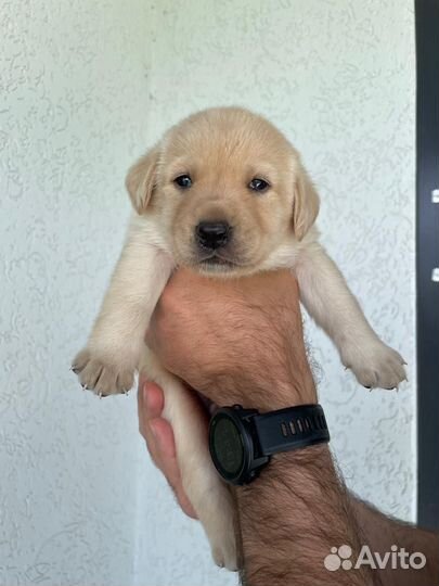 Щенки лабрадора