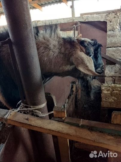 Англо нубийский козел
