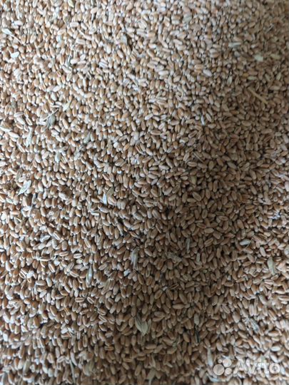 Пшеница, кукуруза, ячмень