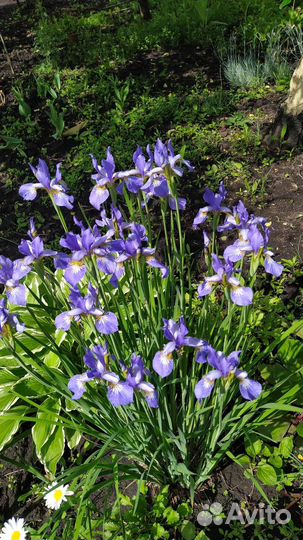 Многолетники садовые