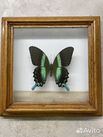 Экзотика. Бабочка.Papilio blumei