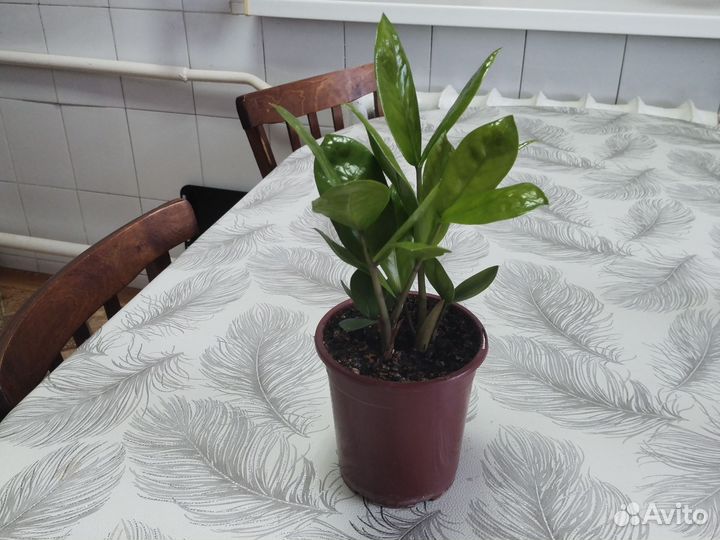 Замиокулькас