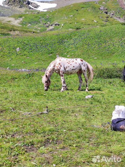 Чубарий Жеребец