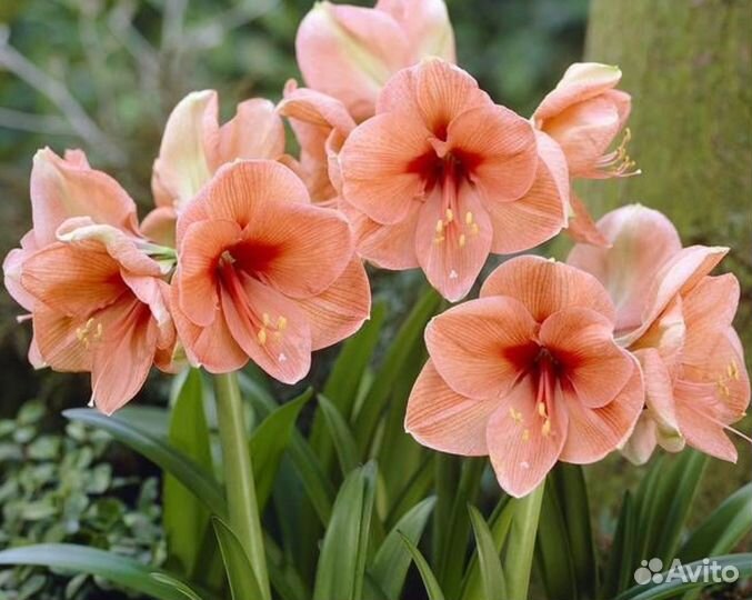 Гиппеаструм амариллис луковицы