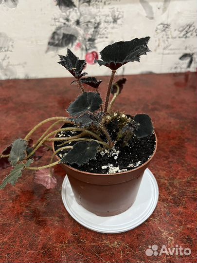 Комнатные цветы