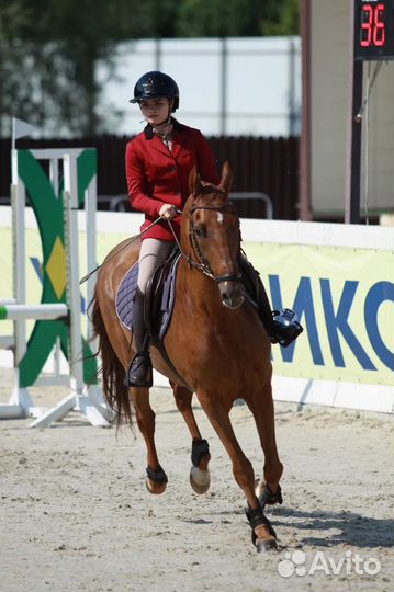 Конкур. Конь 2017 г.р