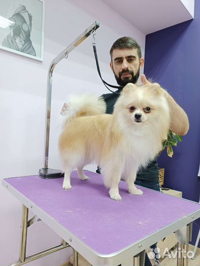 Груминг собак