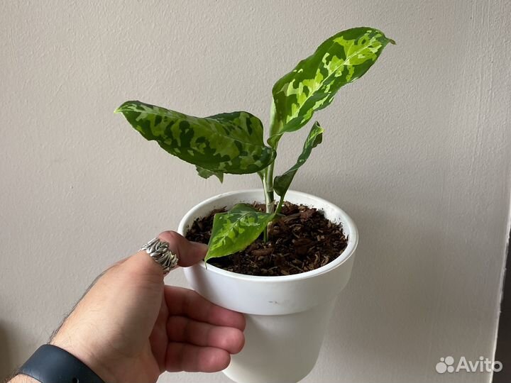 Аглаонема Пиктум триколор