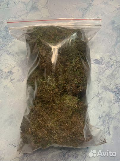 Опад листьев, лесной мох, палочки с лишайником