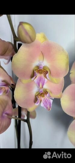 Орхидея биг лип