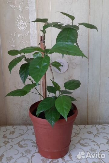 Роза китайская, гибискус