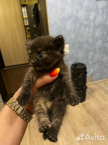 Кошка в дар