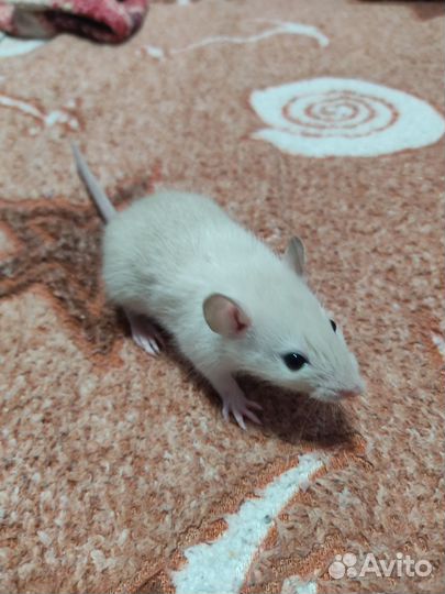 Крысята Рекс,дамбо и стандарт. Крысы