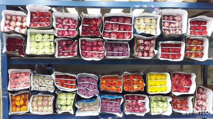 Розы оптом от 15000 шт