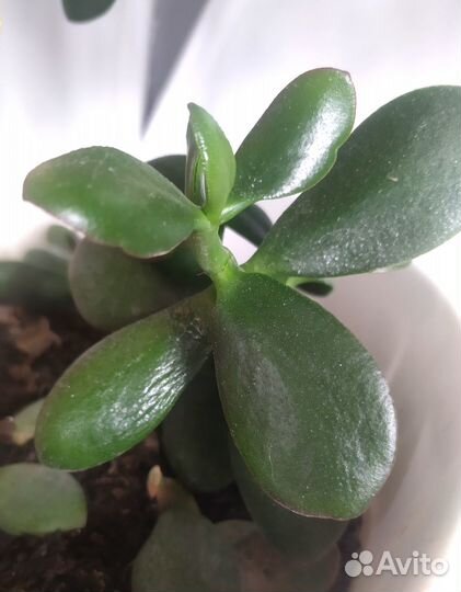 Денежное дерево толстянка крассула алоэ лечебное
