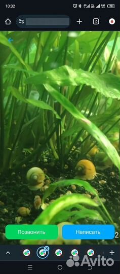 Улитки ампулярии бесплатно