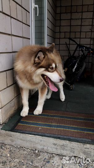 Аляскинский маламут вязка