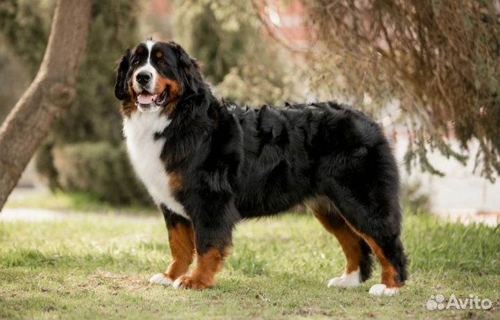 Пряжа из собачьей шерсти