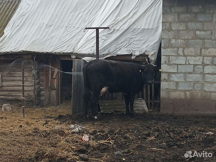 Корова дойная