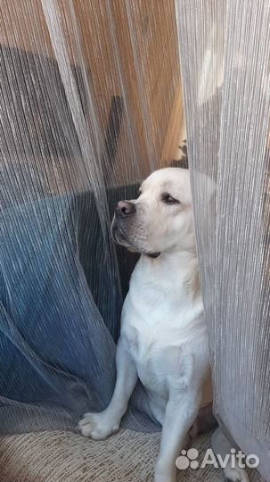 Кабель лабрадора для вязки