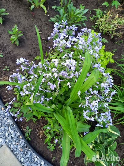 Флокс растопыренный