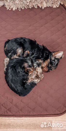 Многоразовые пеленки для животных