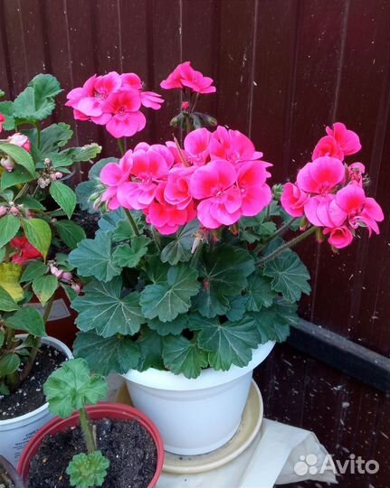 Бальзамины, герани и др. цветы