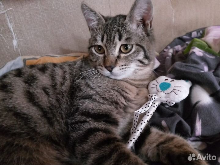 Котенок тигрового окраса