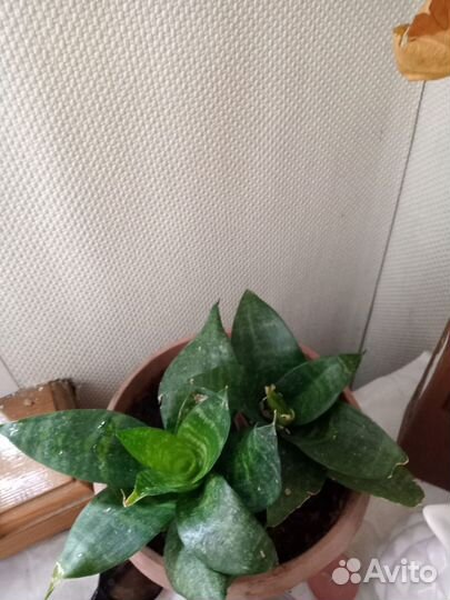 Сансевиерия