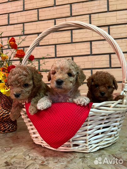 Щенки пуделя