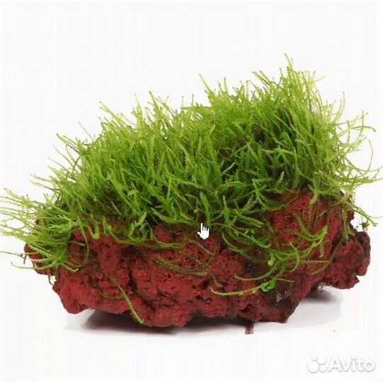 Коряги Лава камни 5-8см д/крепления мхов, растений